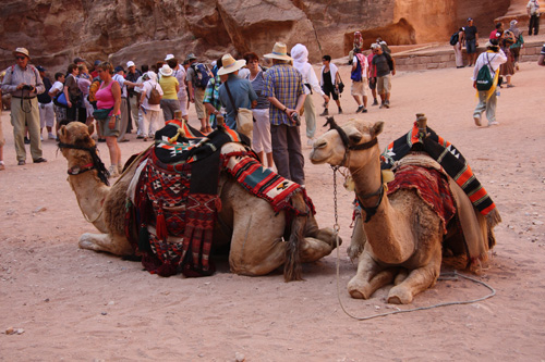 Kamele vor der Khazne Firaun